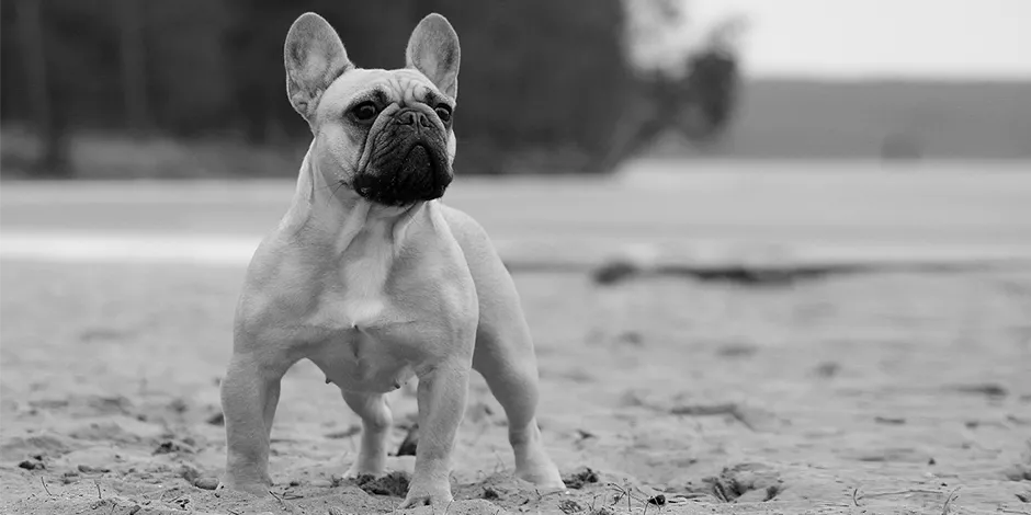 Purina bulldog frances best sale